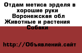 Отдам метиса эрделя в хорошие руки - Воронежская обл. Животные и растения » Собаки   